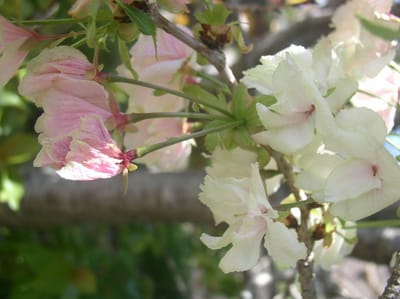 岡崎市上地八幡宮　鬱金（ウコン）桜と八重咲　松月桜(・・?