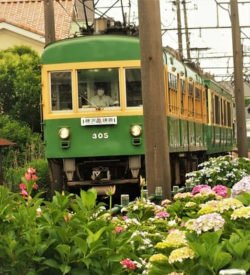 2022年6月9日の江ノ電と紫陽花(石上駅近辺)