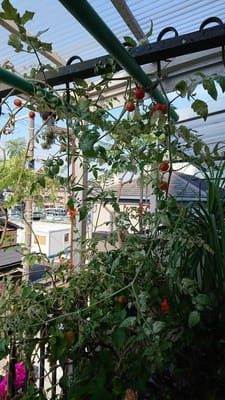 ベランダのミニトマトと花たち
