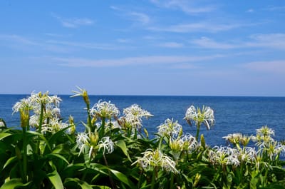 青い海とハマユウの花