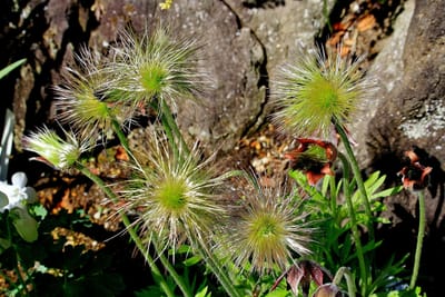 庭の花　オキナグサの綿毛