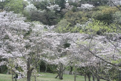 2023年の桜　横浜