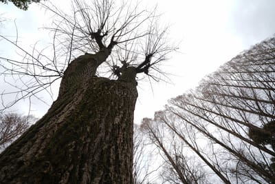巨木と冬空