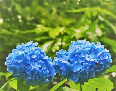 2022年6月7日の紫陽花(北鎌倉浄智寺)