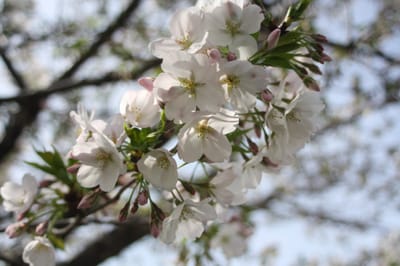桜開花の春