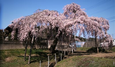 松島の桜　IN 2022 