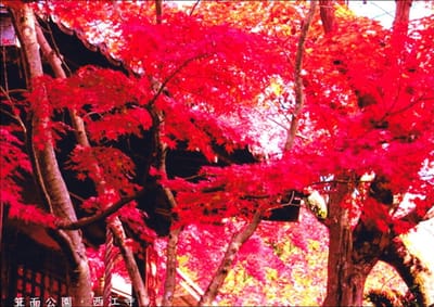大阪・箕面公園の紅葉。
