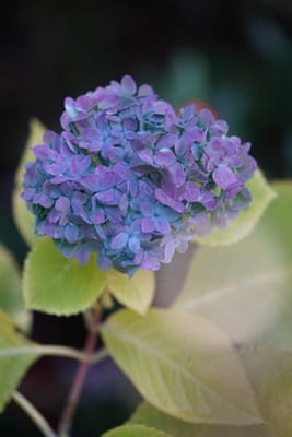 初冬の紫陽花