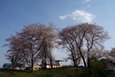 桜　満開！