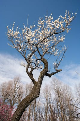 羽根木公園梅祭