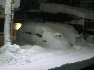 彦根大雪73Cm
