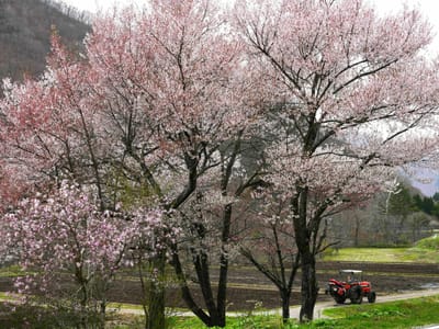 飛騨路の桜（３）