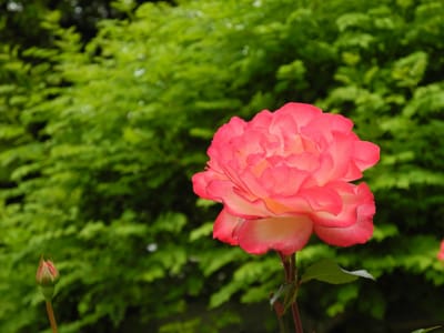 日比谷公園の薔薇