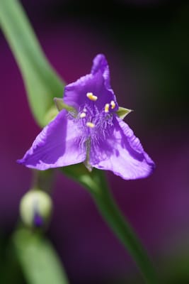 紫露草（むらさきつゆくさ）