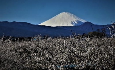 🗻 " 霊峰・富士山と、曾我別所梅林 " とのコラボ