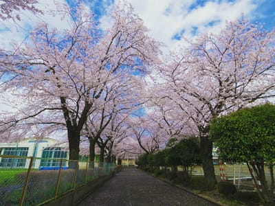 中学校の桜並木