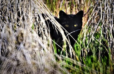 黒猫ノラ