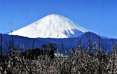 　🗻 " 霊峰・富士山と、曾我別所梅林 " とのコラボ