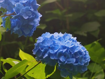 2022年6月7日の紫陽花(北鎌倉浄智寺)
