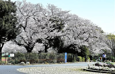 　　　🌸 　桜のお花見が、待ち遠しい季節　　🌸 