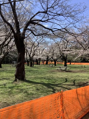 コロナ禍の桜見物：　東京代々木公園