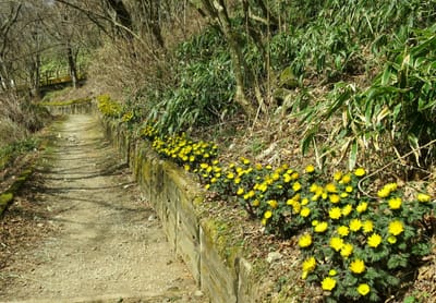 金剛山にも春が🌺　遊歩道に咲く福寿草