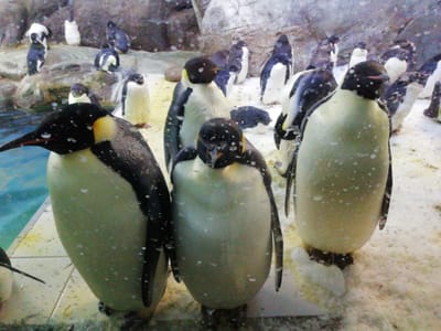 直立不動ペンギン    アドベンチャーワールド     2023年２月20日