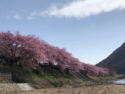 満開の河津桜と甘夏マーマレード