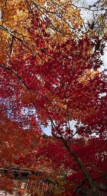 平湯温泉の紅葉