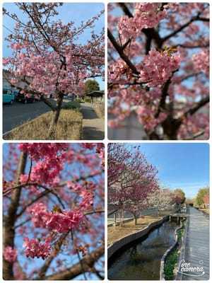 散歩　河津桜と紅梅