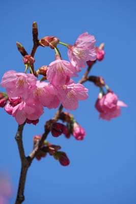 横浜緋桜（よこはまひざくら）