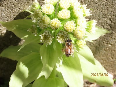 ゛蕗の花と蜂゛