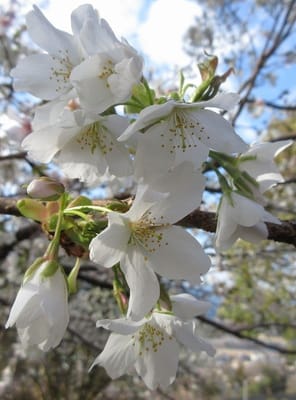真っ白な河津桜