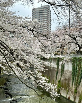今朝の神田川桜並木