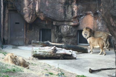 2月の天王寺動物園