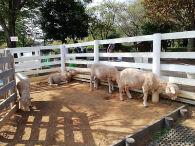「羊も日陰に避難」　　　猛暑のアンデルセン公園(ふれあい広場の動物と押し花展他)     2021年８月２６日    