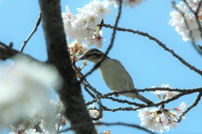 桜の中の黄雀
