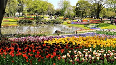 <蔵出し> 昭和記念公園　チューリップ 🌷 超カラフル！