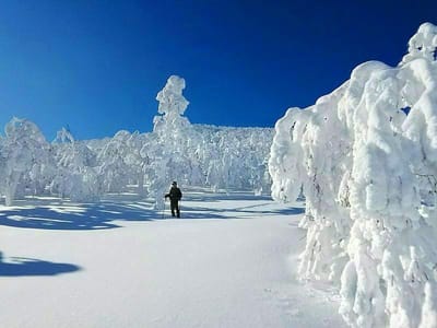 ダケカンバの樹氷、満開