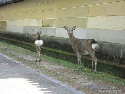 奈良公園で出会った鹿