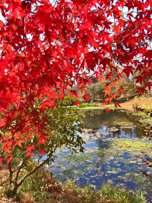京成バラ園の紅葉