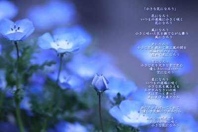 コラボ写真詩　-　小さな花になろう　-