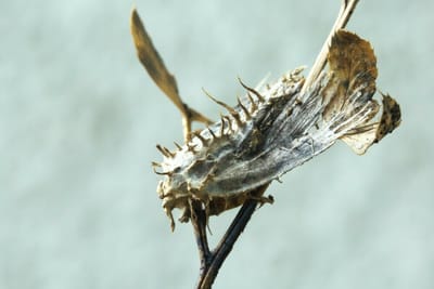 冬虫夏草のガヤドリナガミツブタケノ　