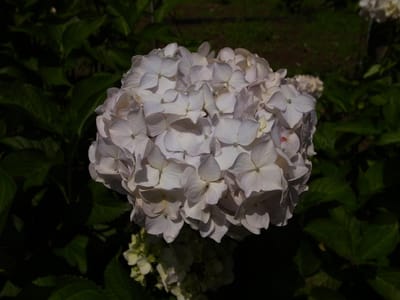 本土寺の花