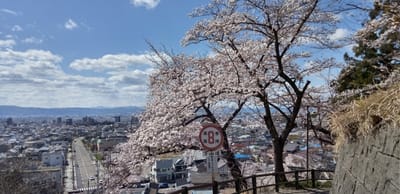 飯盛山の桜