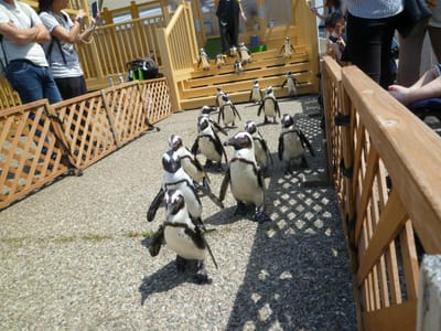 名古屋港水族館、ケープペンギン