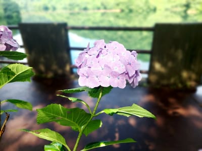 ダムと紫陽花