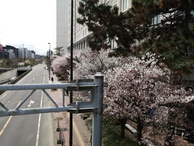 歩道橋から眺めた桜
