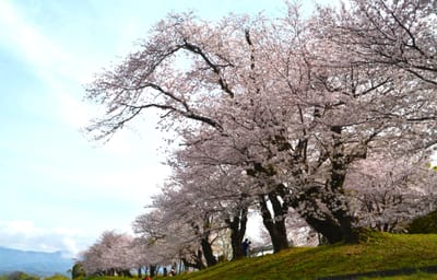 狩野川公園の桜並木