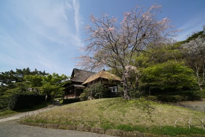 枝垂れ桜と鶴翔閣